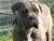 Halzo - Triola Cane Corso